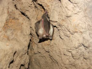BATS OF TRANSBOUNDARY TERRITORIES OF CENTRAL ASIA